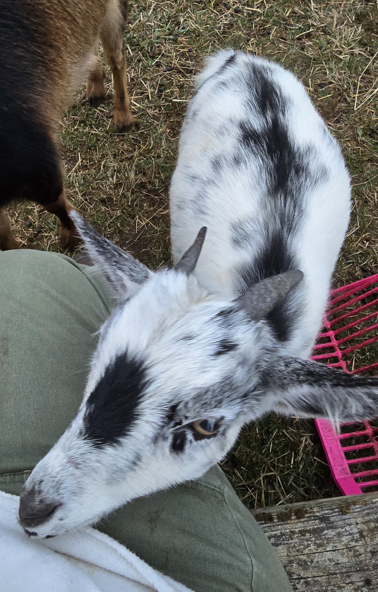 Siggy — giving you that look