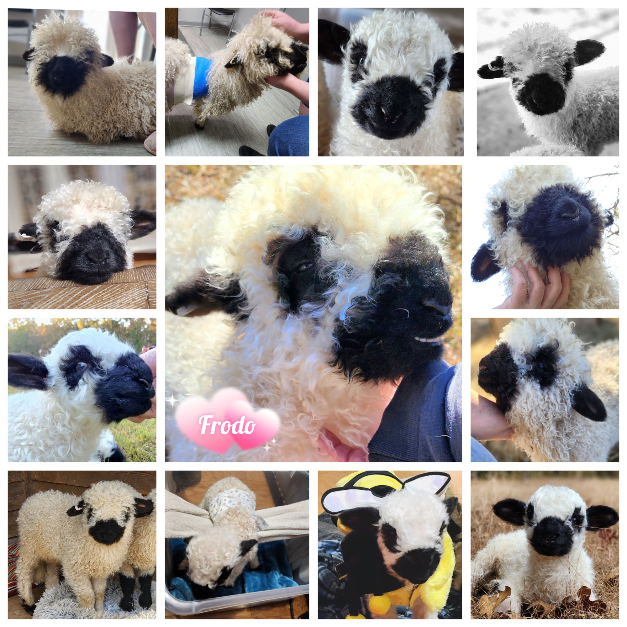 Frodo — full body portrait