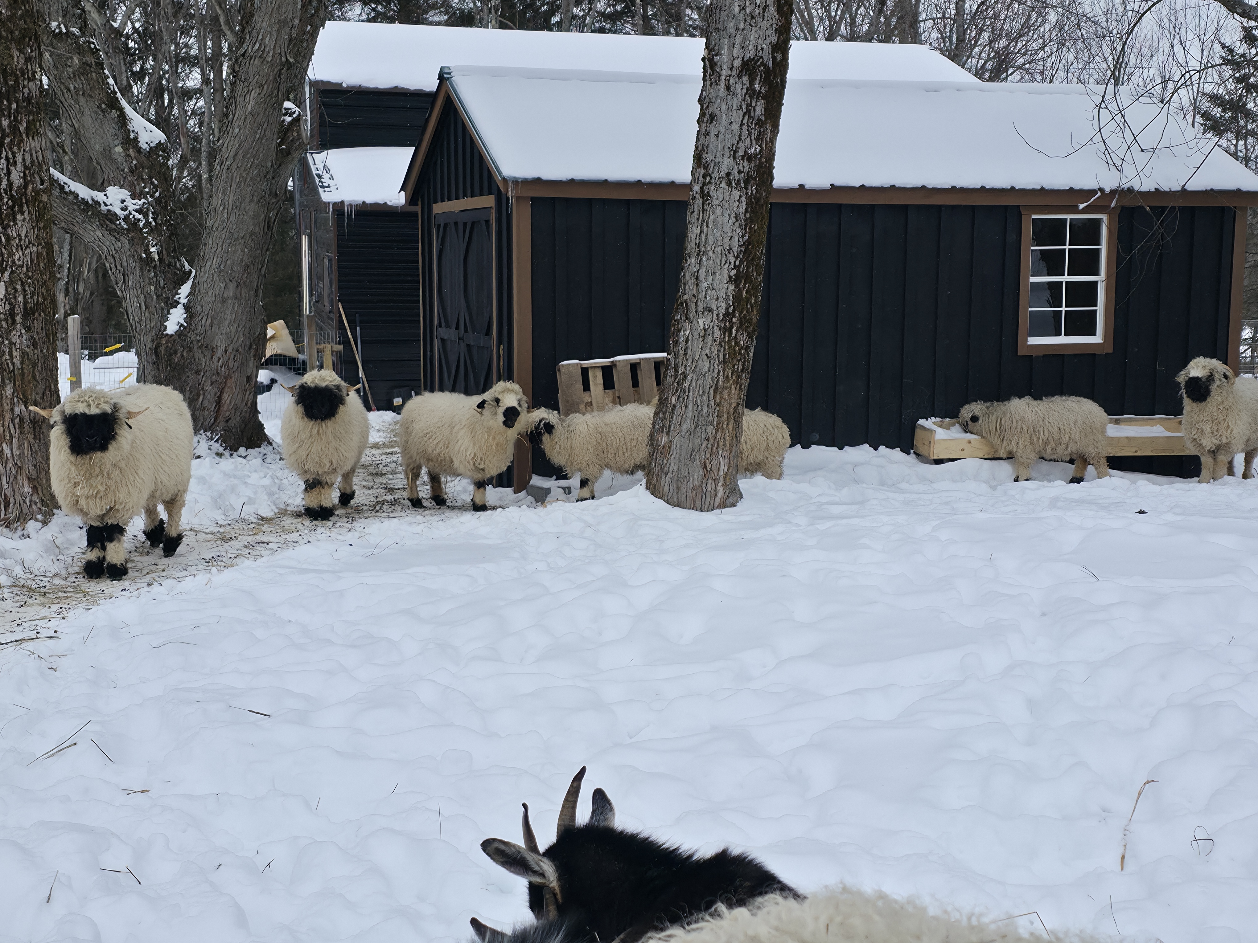 Sheep group at Valais Hideaway