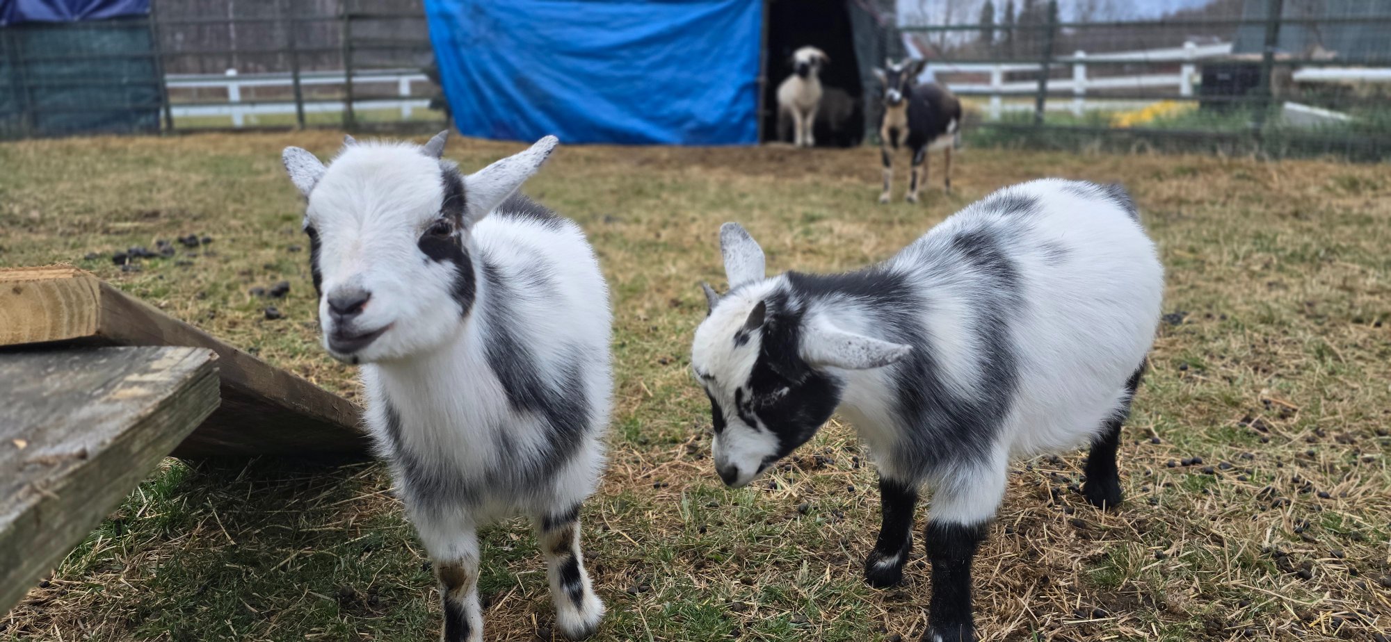 May with another goat (May is the white-faced one on the left)