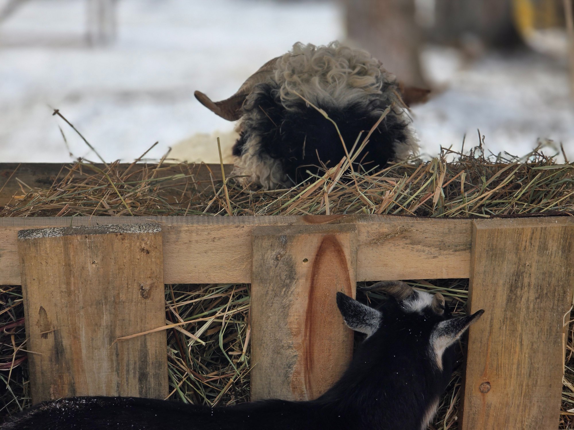 Liam the Valais Blacknose sheep