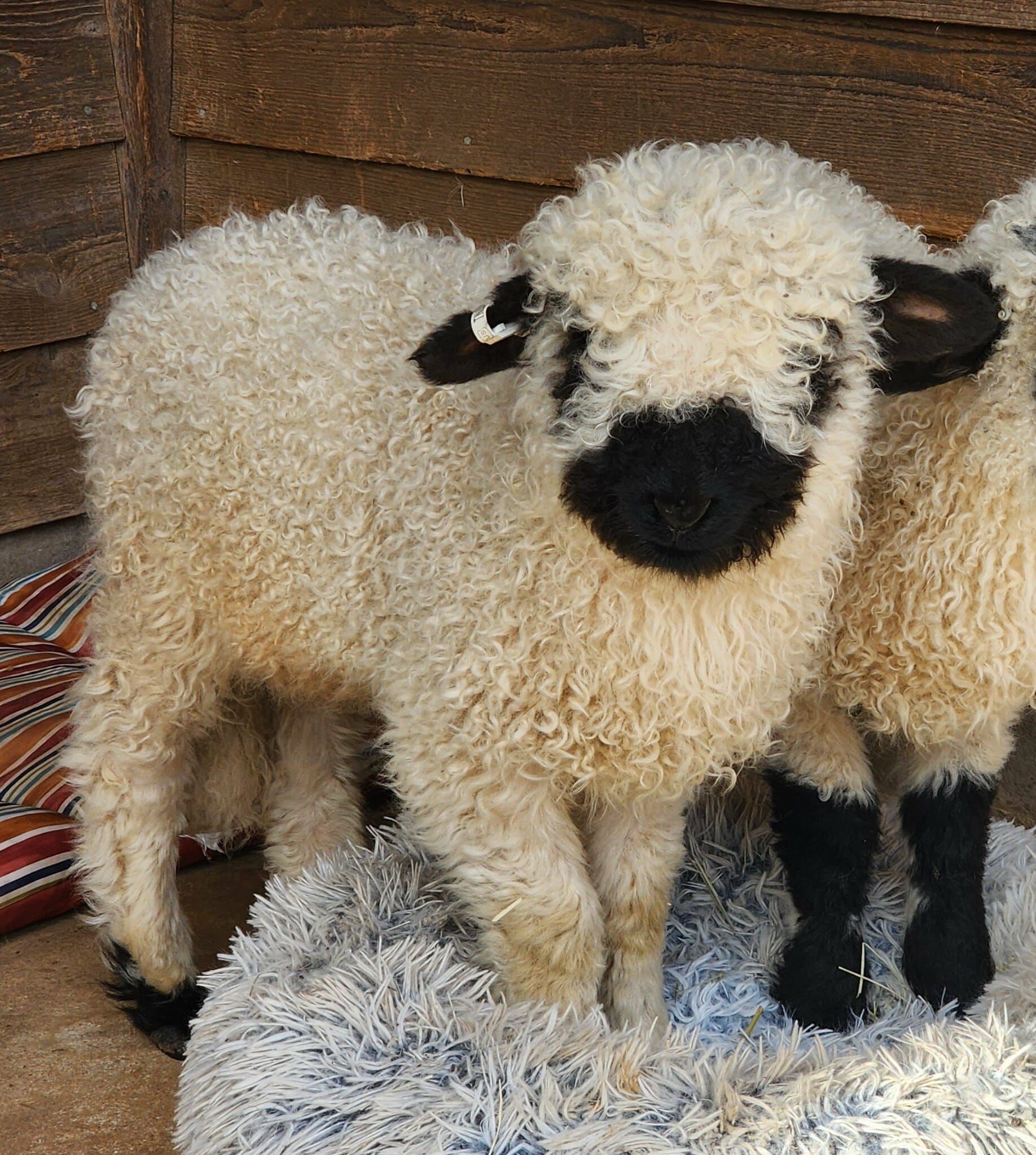 Frodo in the pasture