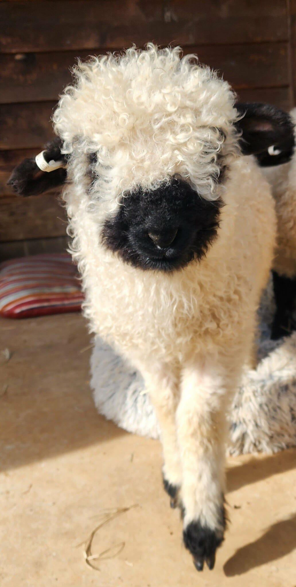 Frodo facing the camera