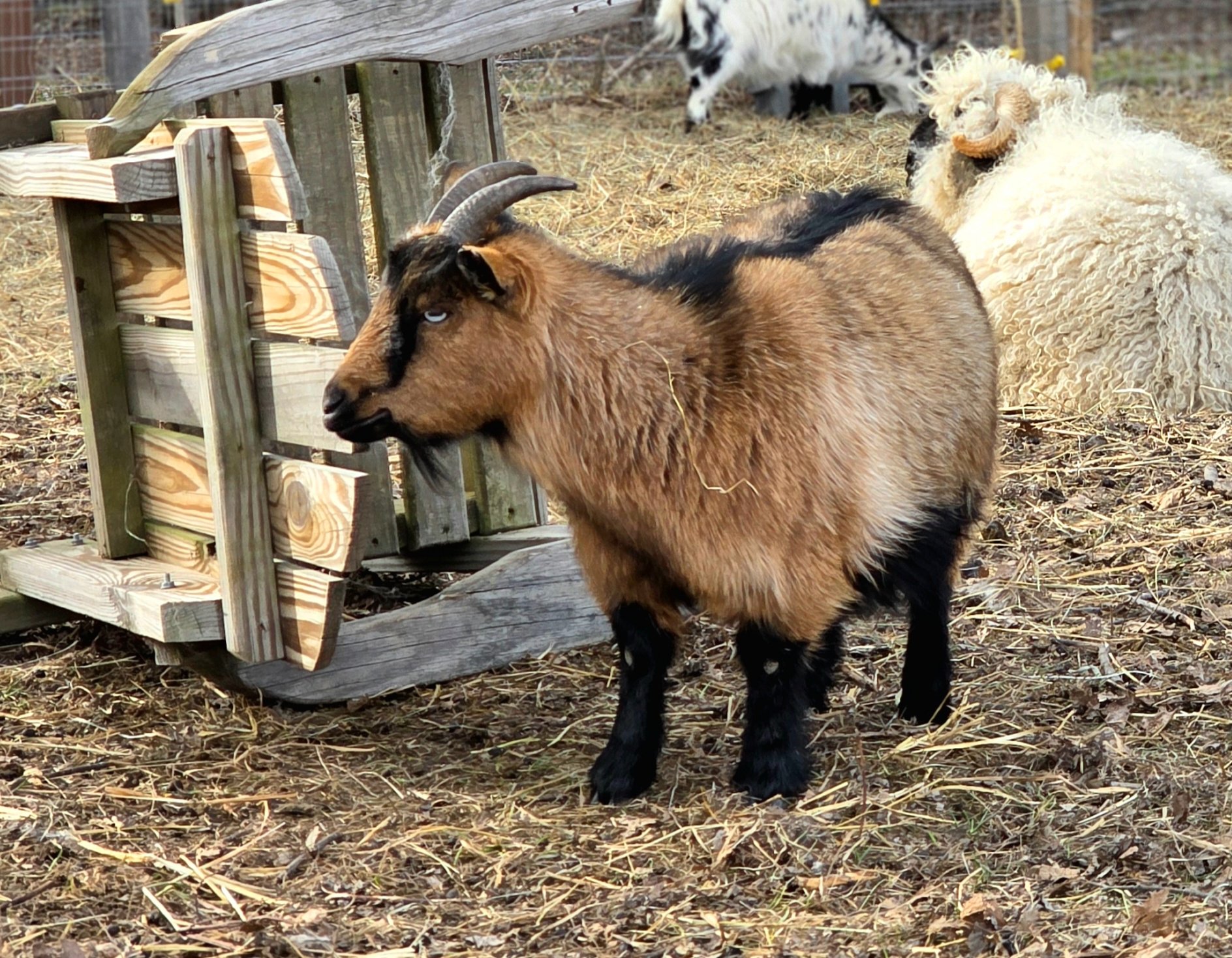 Springy in the pasture