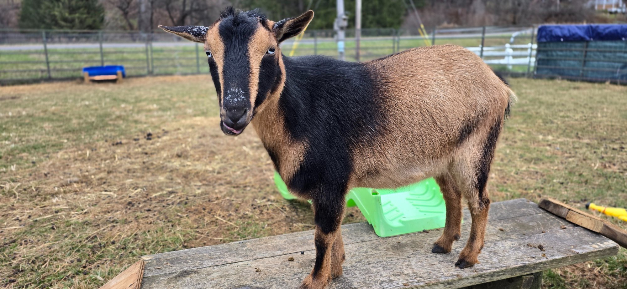 Ruger — close-up of his distinctive face