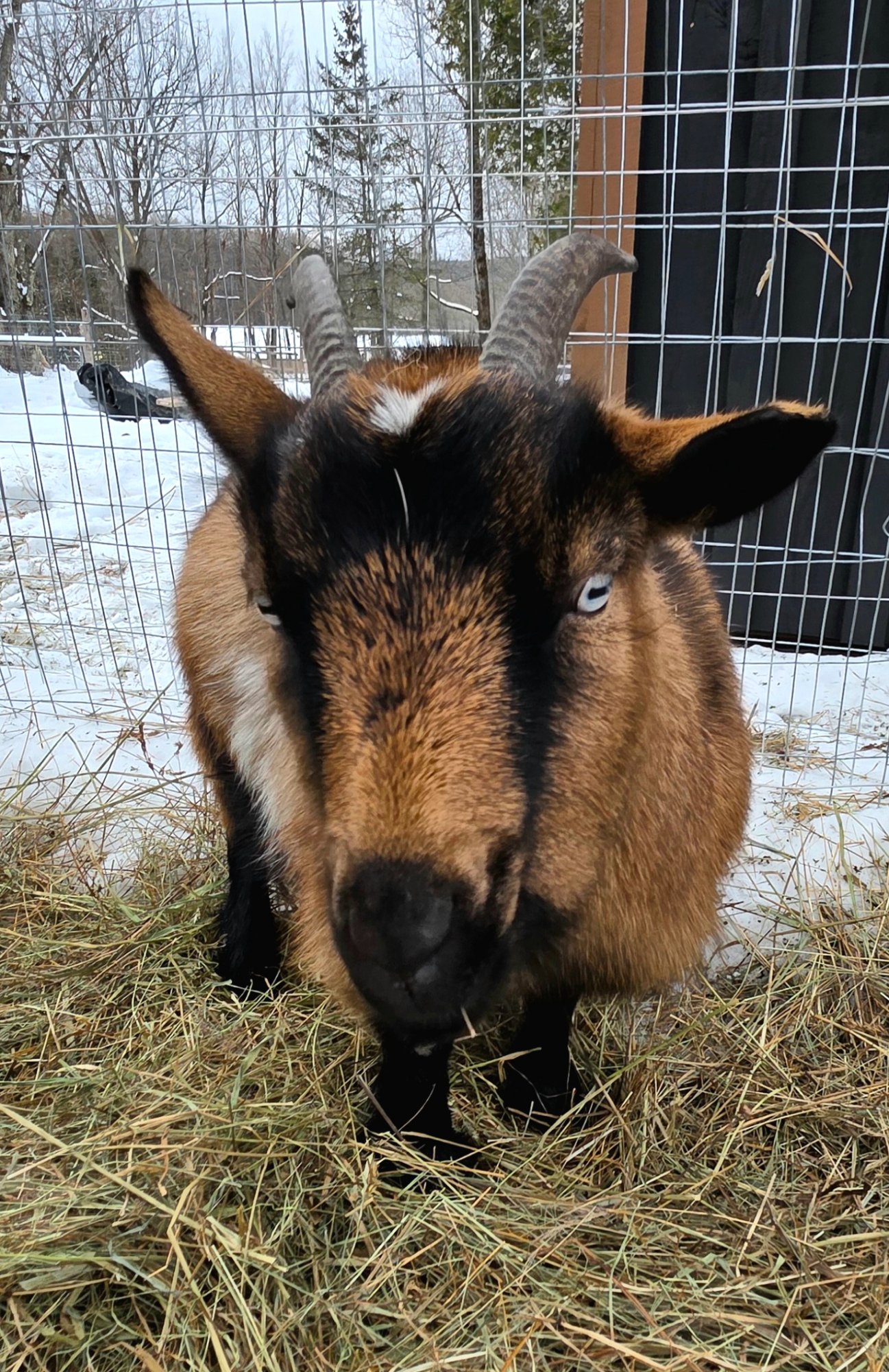 Springy enjoying the farm