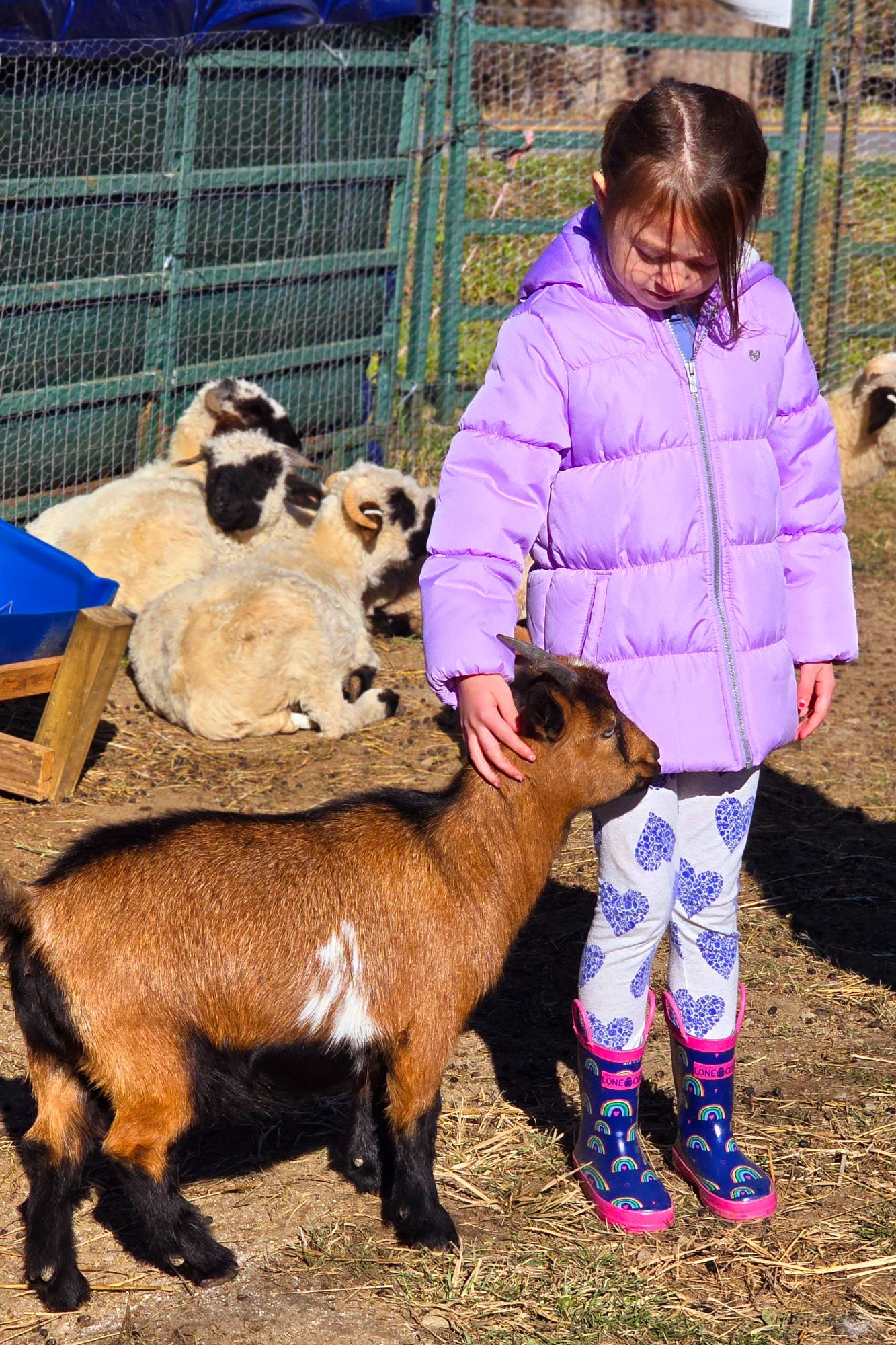 Springy and Lily — best friends