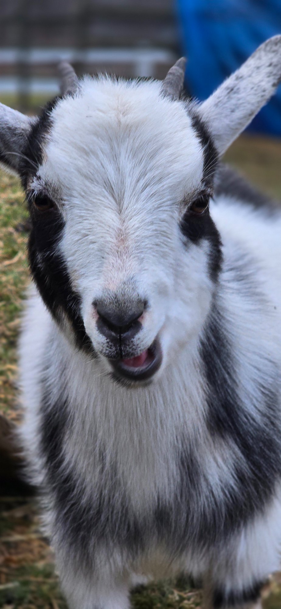May the goat — close-up face photo