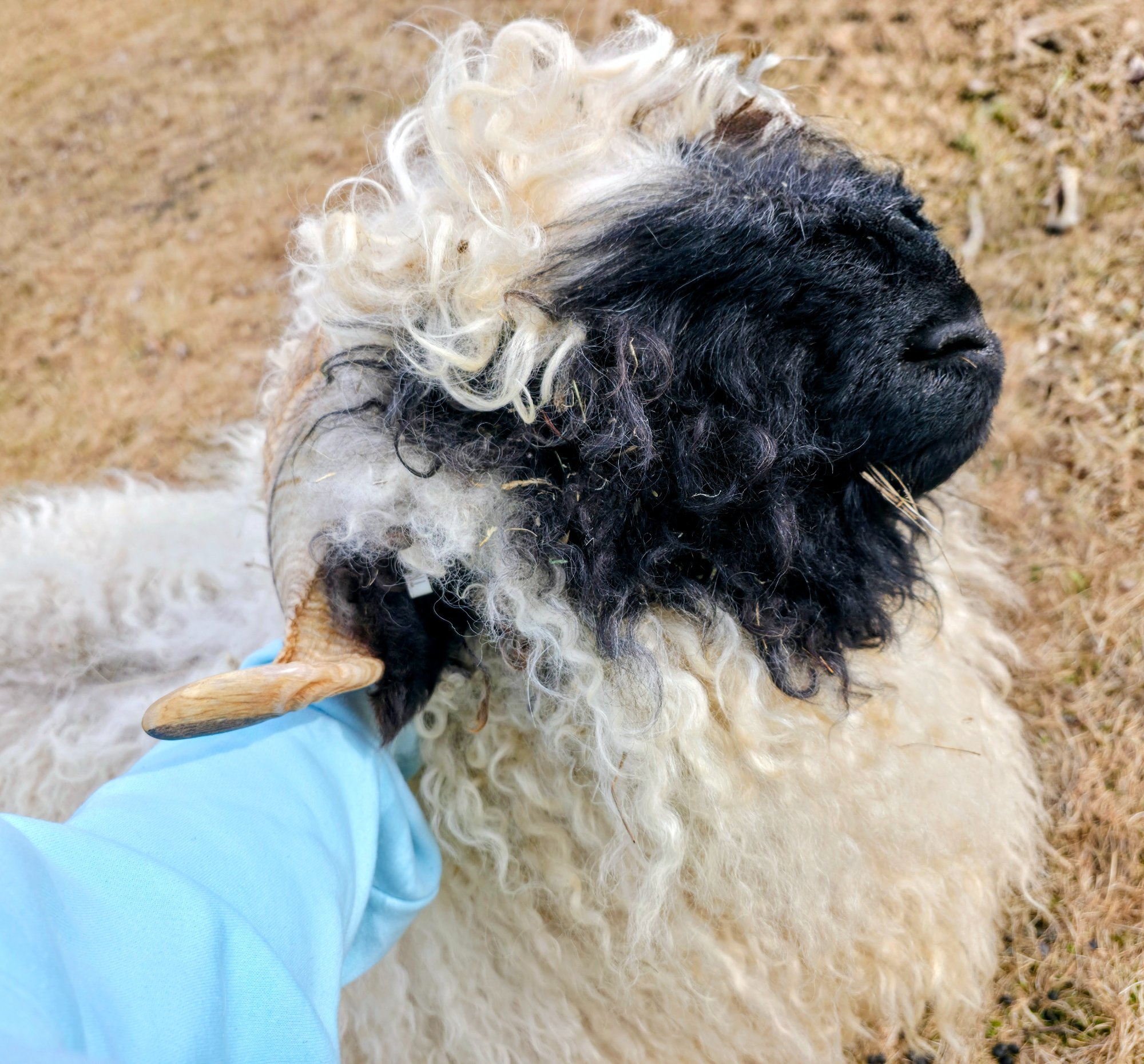 Liam at Valais Hideaway
