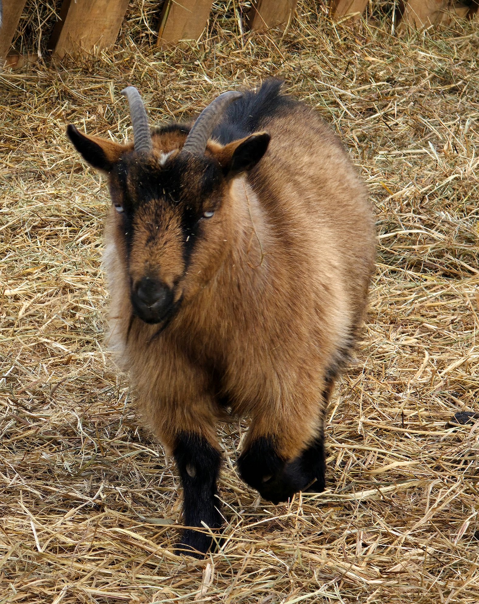 Springy looking bright-eyed