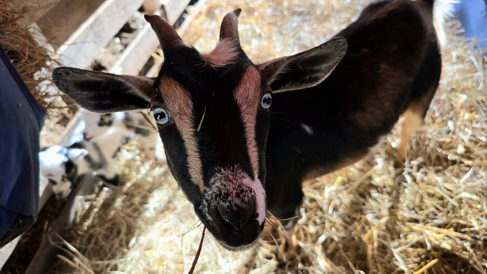 Nelli at Valais Hideaway