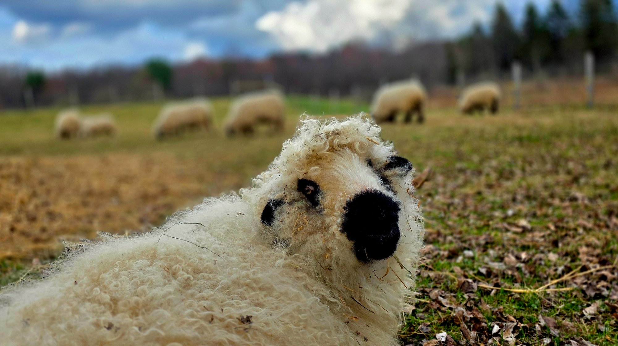 KizzySue the Valais Blacknose sheep