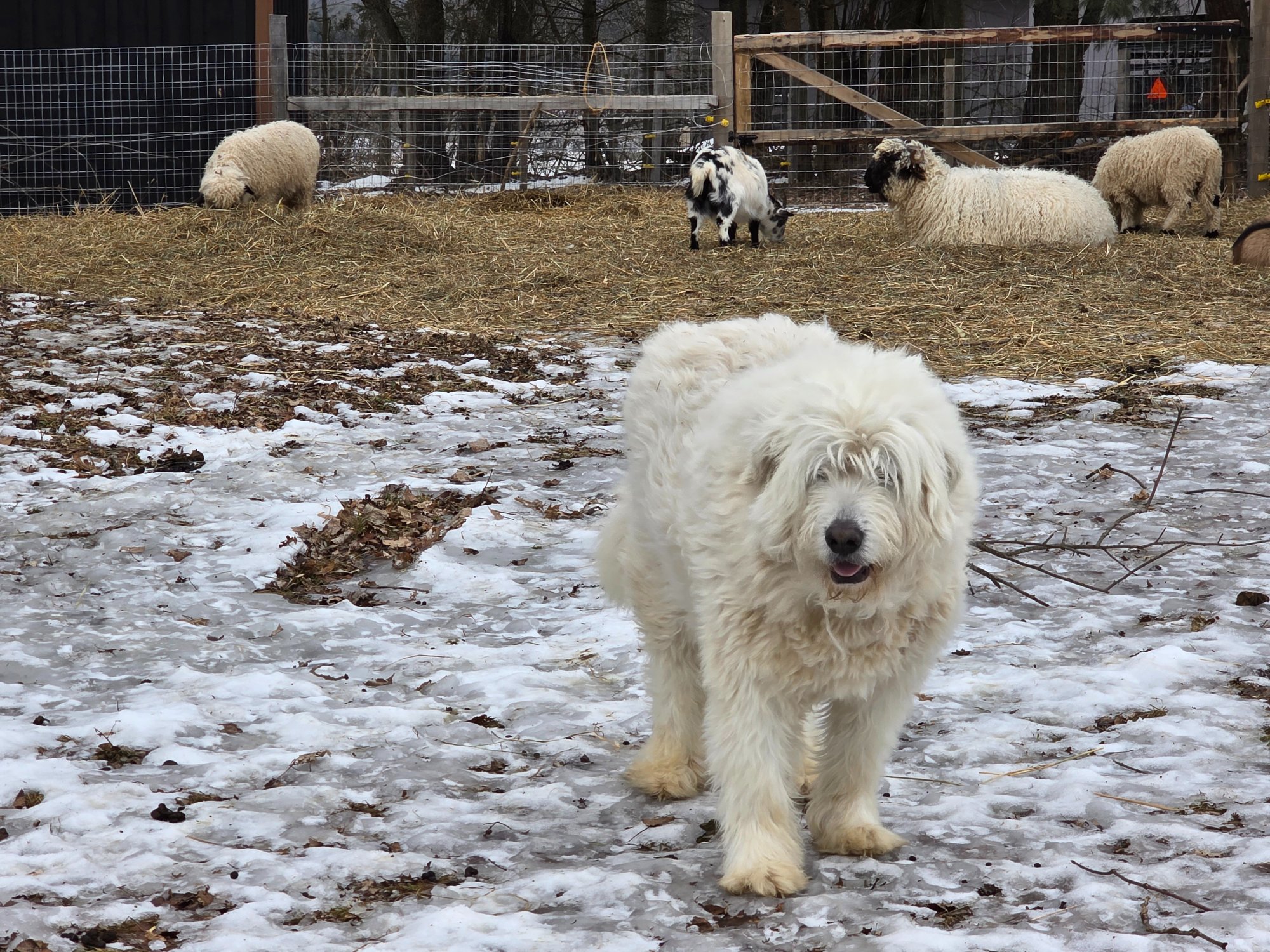 Remy and friends enjoying farm life