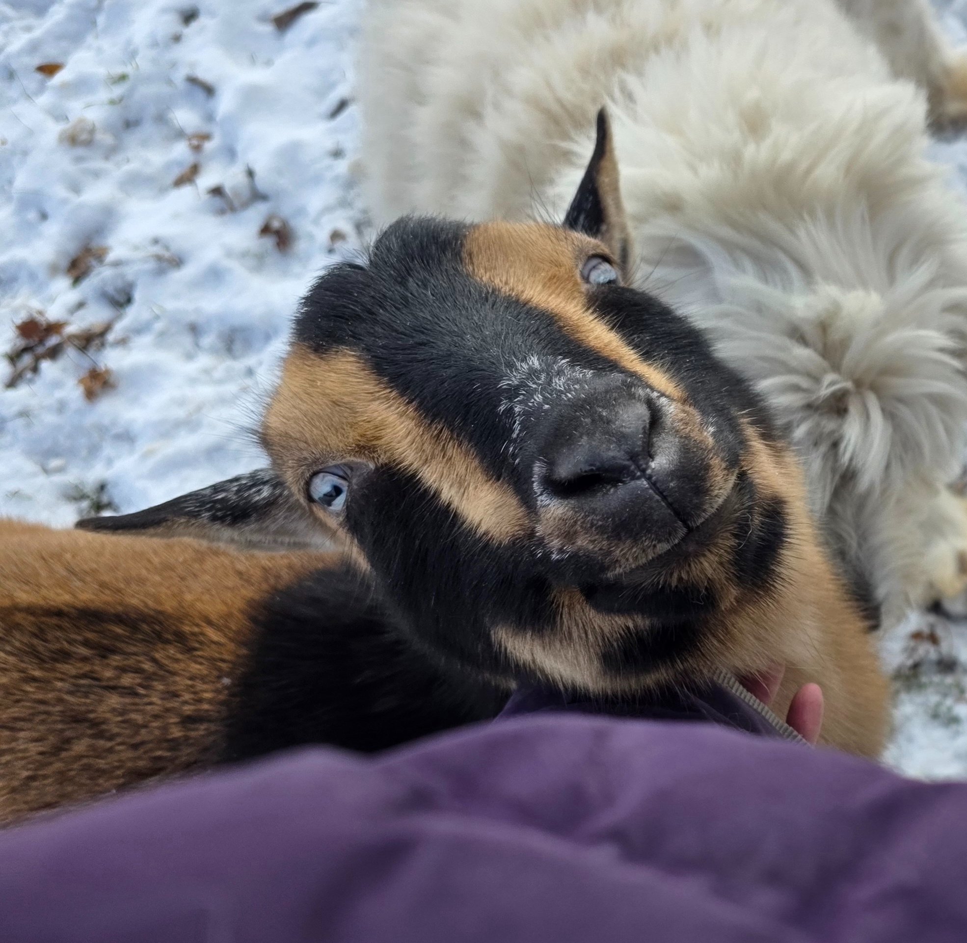 Ruger relaxing in the pasture