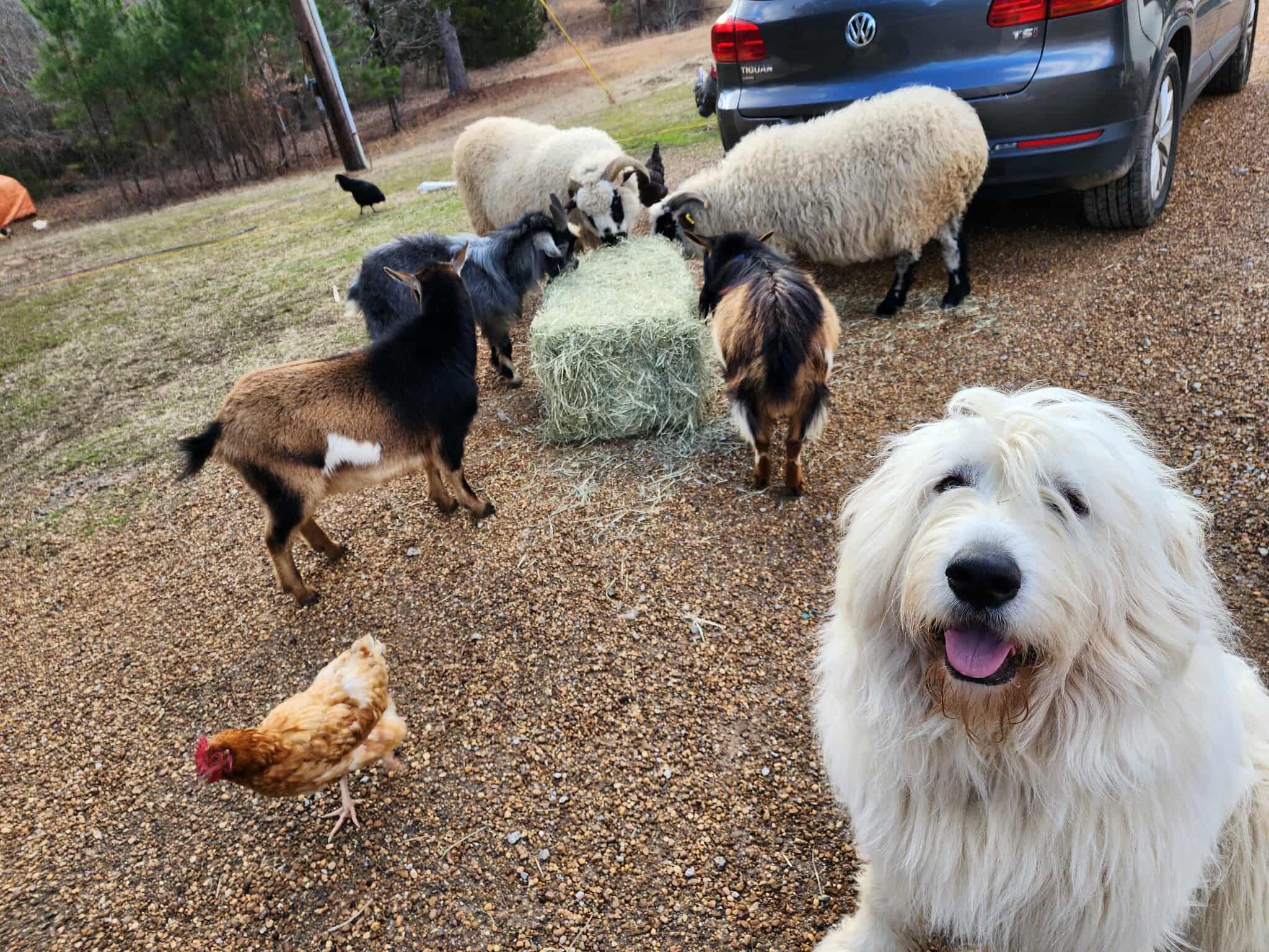 Remy with his friends