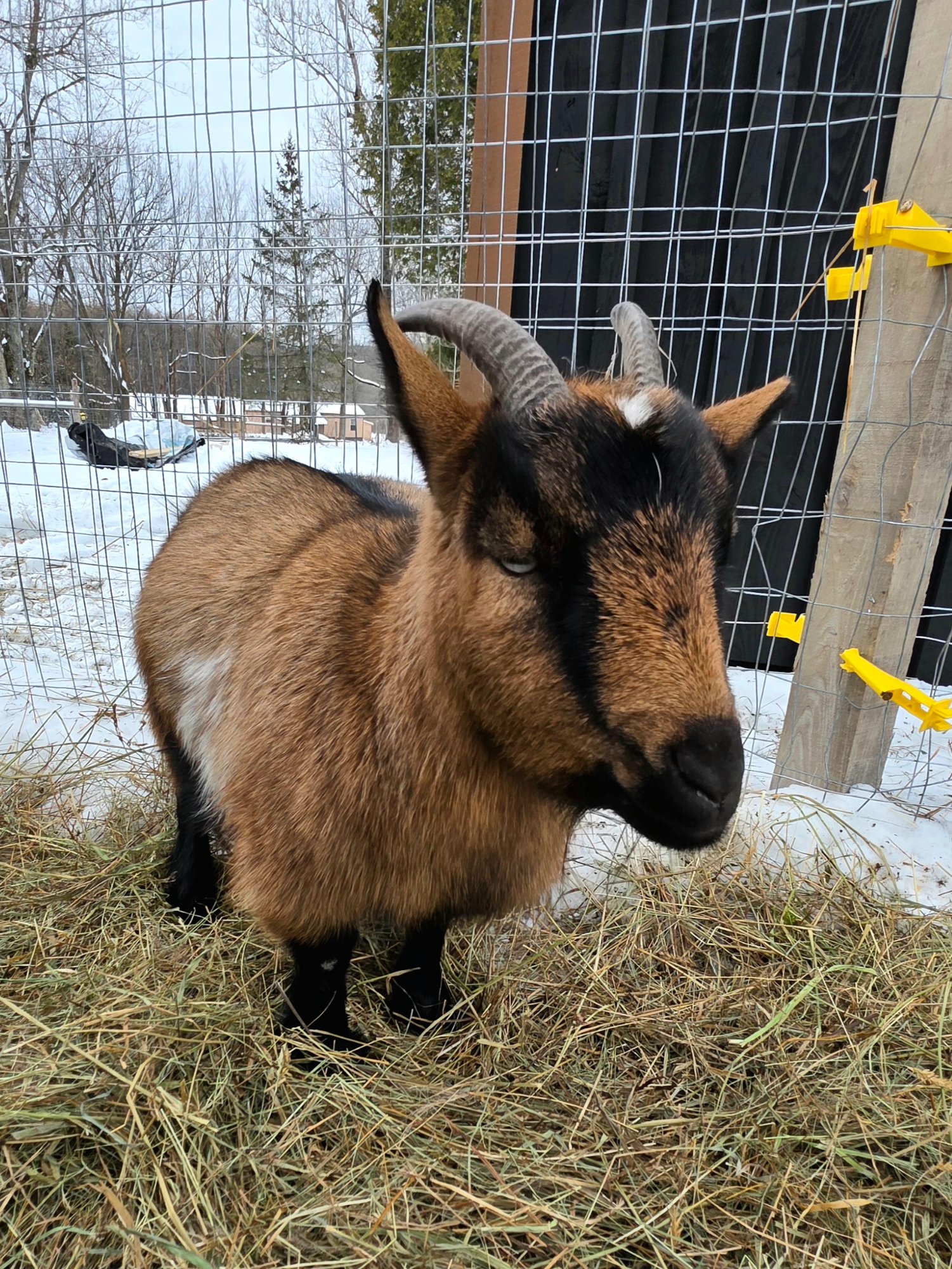 Springy at Valais Hideaway