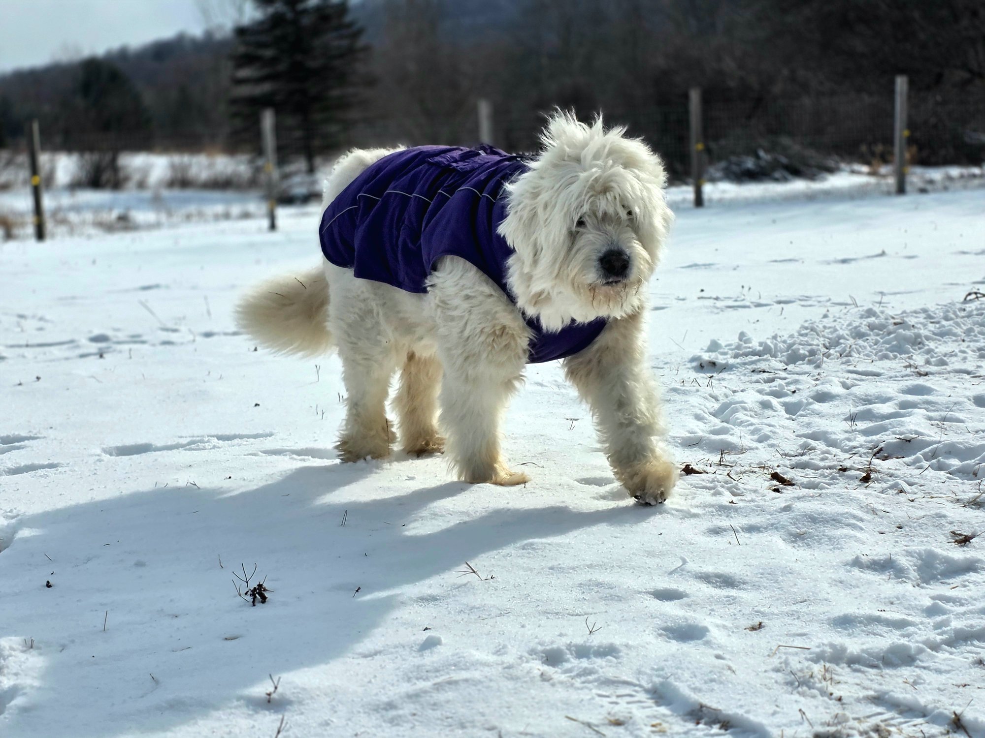 Remy the Valais Blacknose sheep