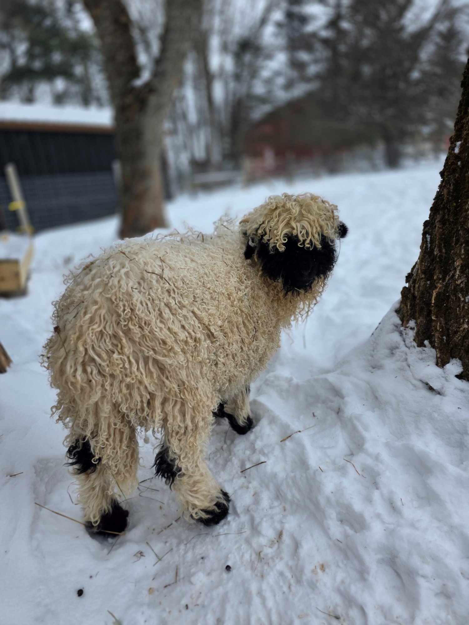 Maverick the Valais Blacknose lamb