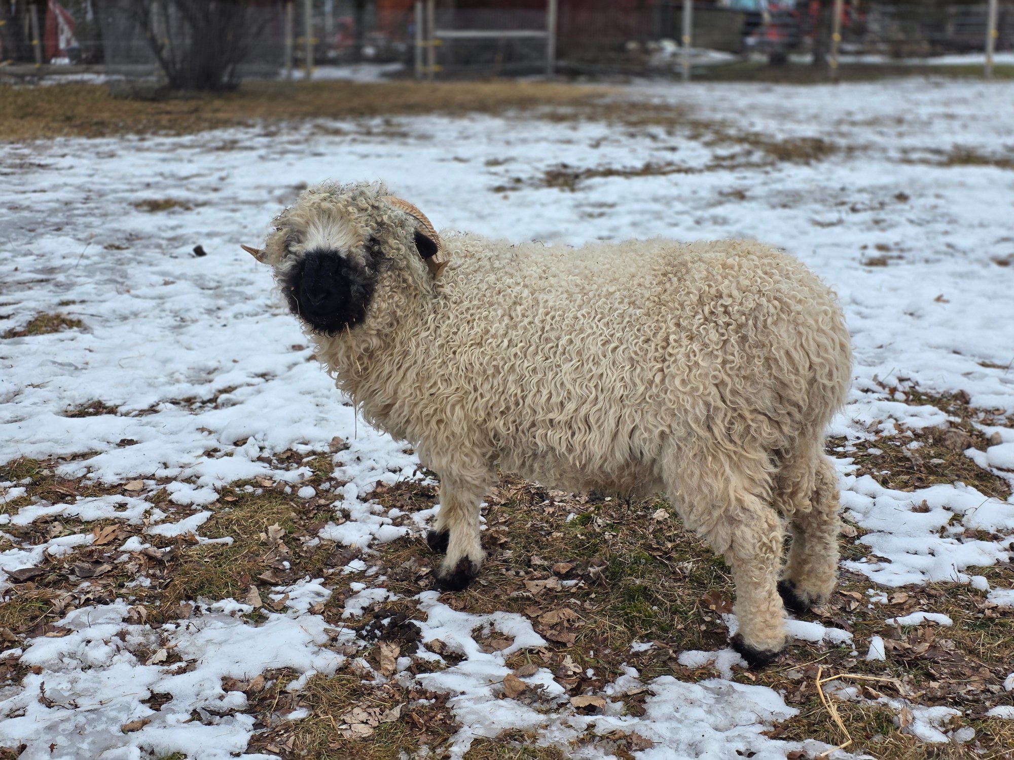 Frodo resting in the field