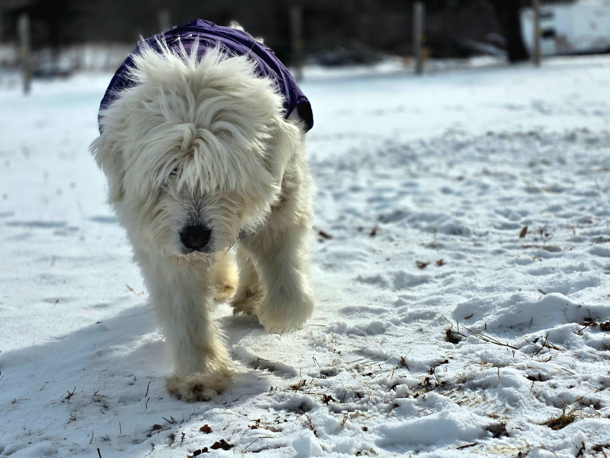 Remy at Valais Hideaway