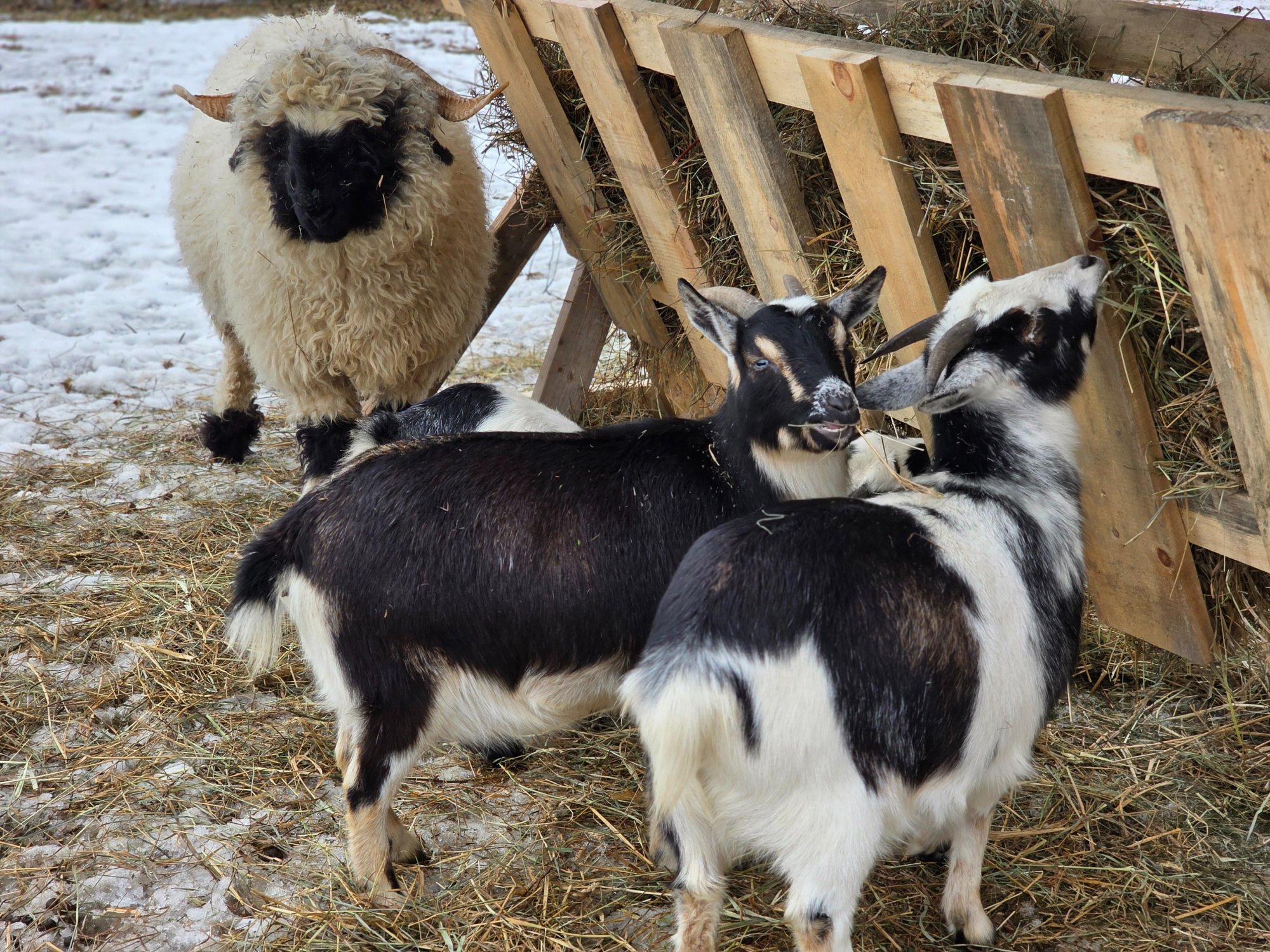 Sheep and goats together