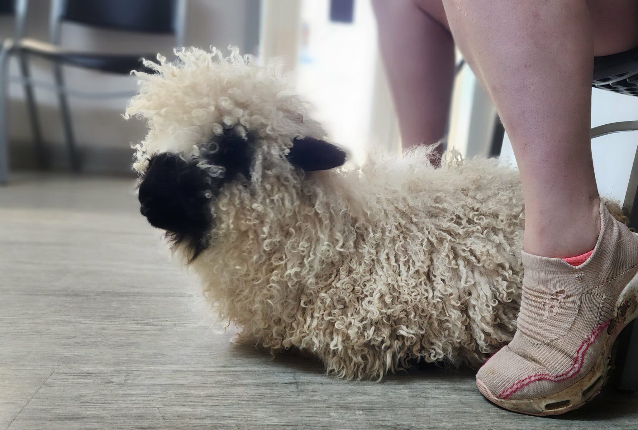 Frodo the Valais Blacknose cartoon illustration