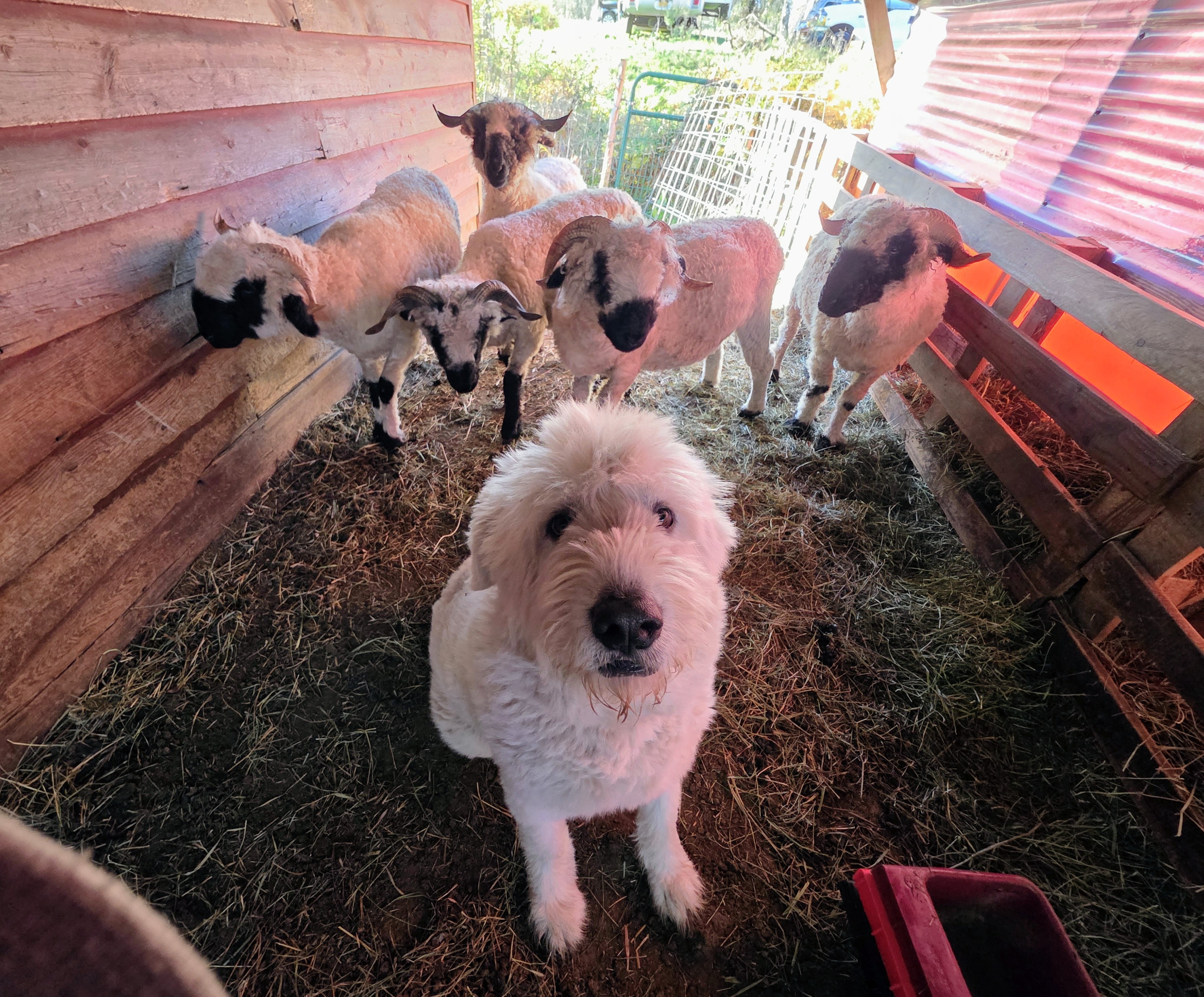 Remy and friends — the whole crew