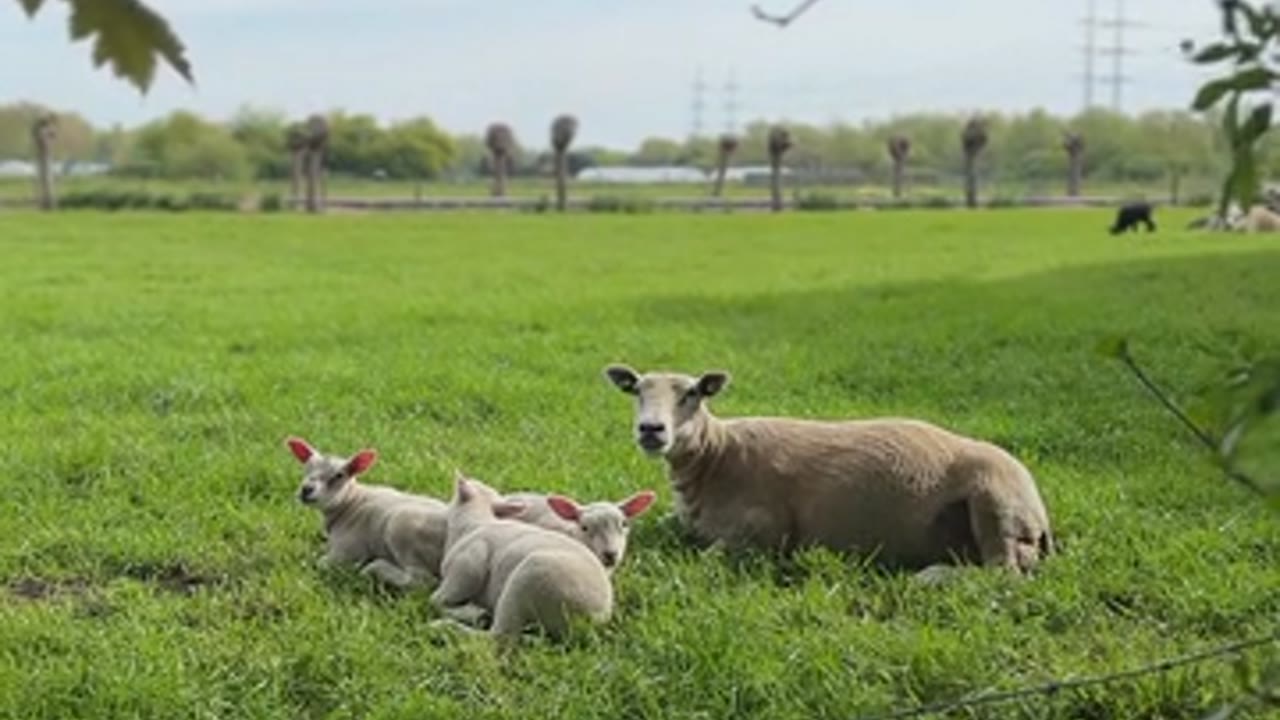 40% APY DeFi Farm: Real Alpha or Rug Trap?
