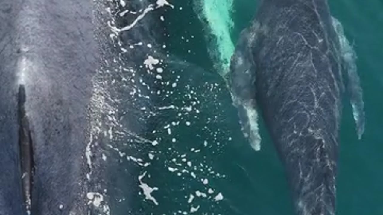 Why Whale Wallets Are Accumulating This Altcoin Right Now