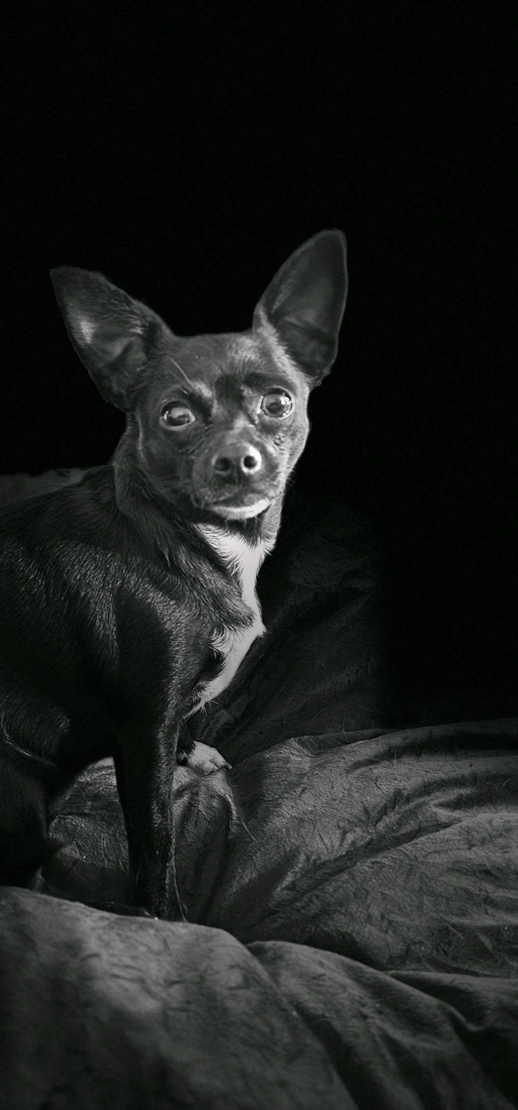 Lucy — Phil Bryan's 5-pound Chihuahua