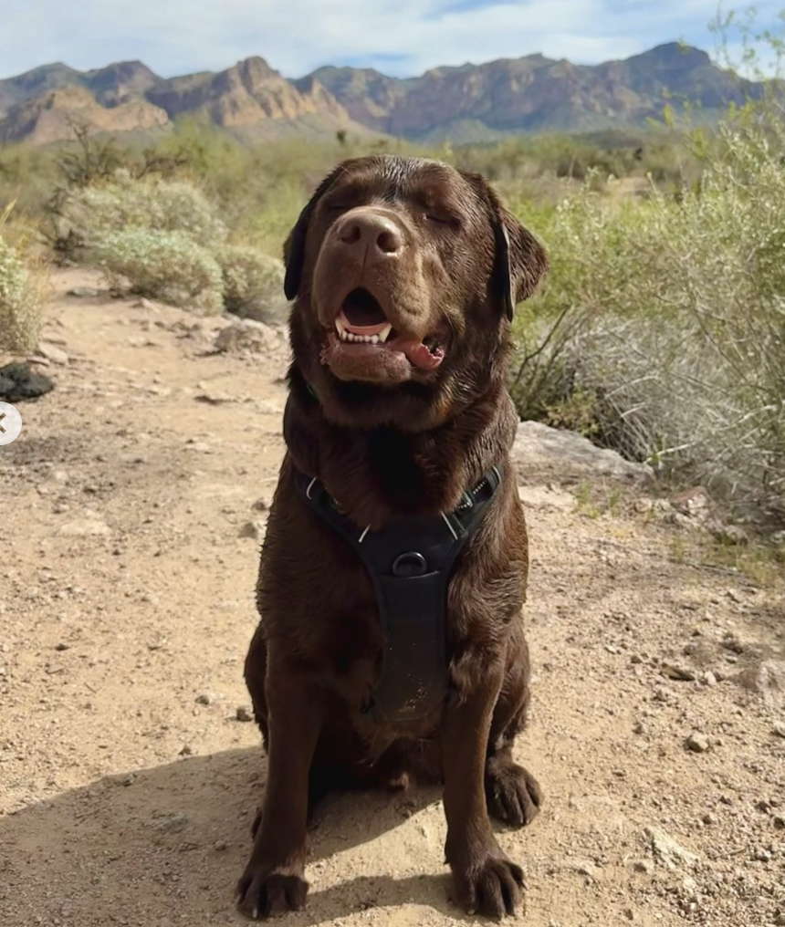 Mack the chocolate lab
