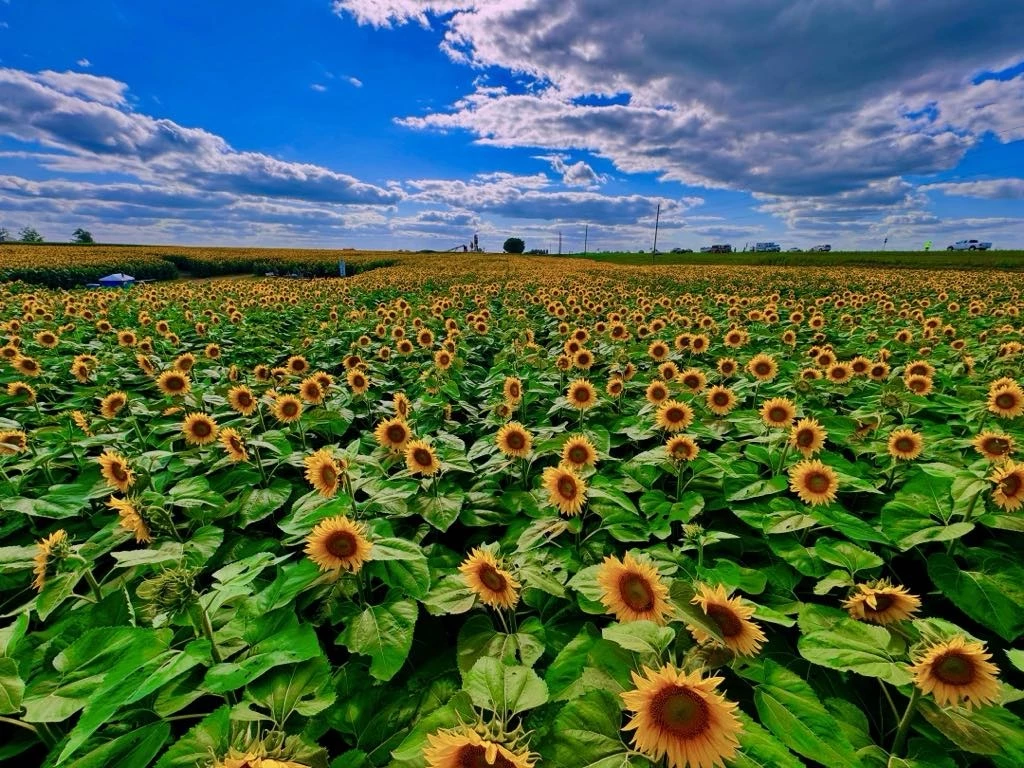 Sunflower field — Sunflower Contracting LLC