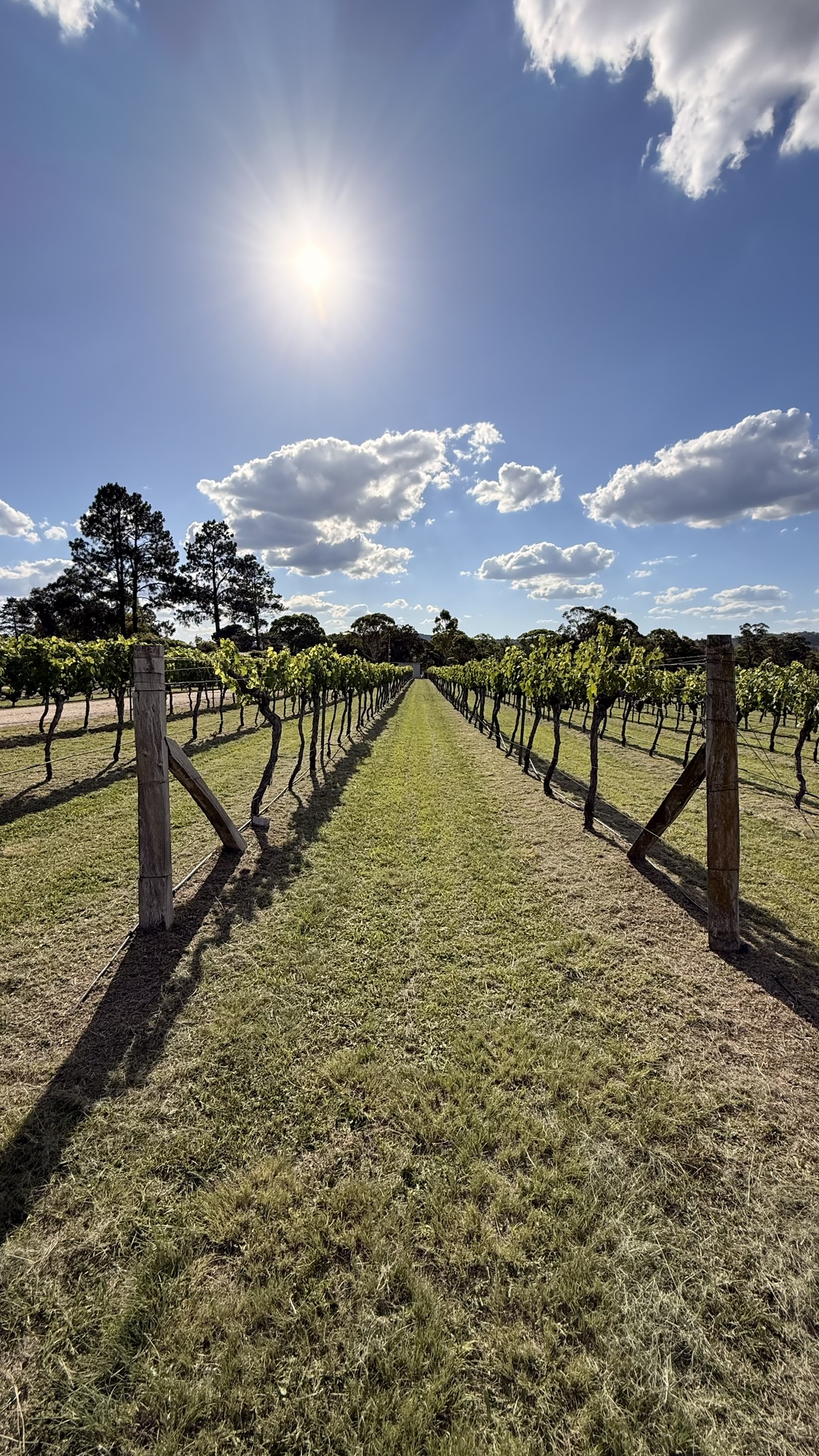 Compost windrow turning on granite-soil vineyard edge at Nicolau Estate, Severnlea — Spring application