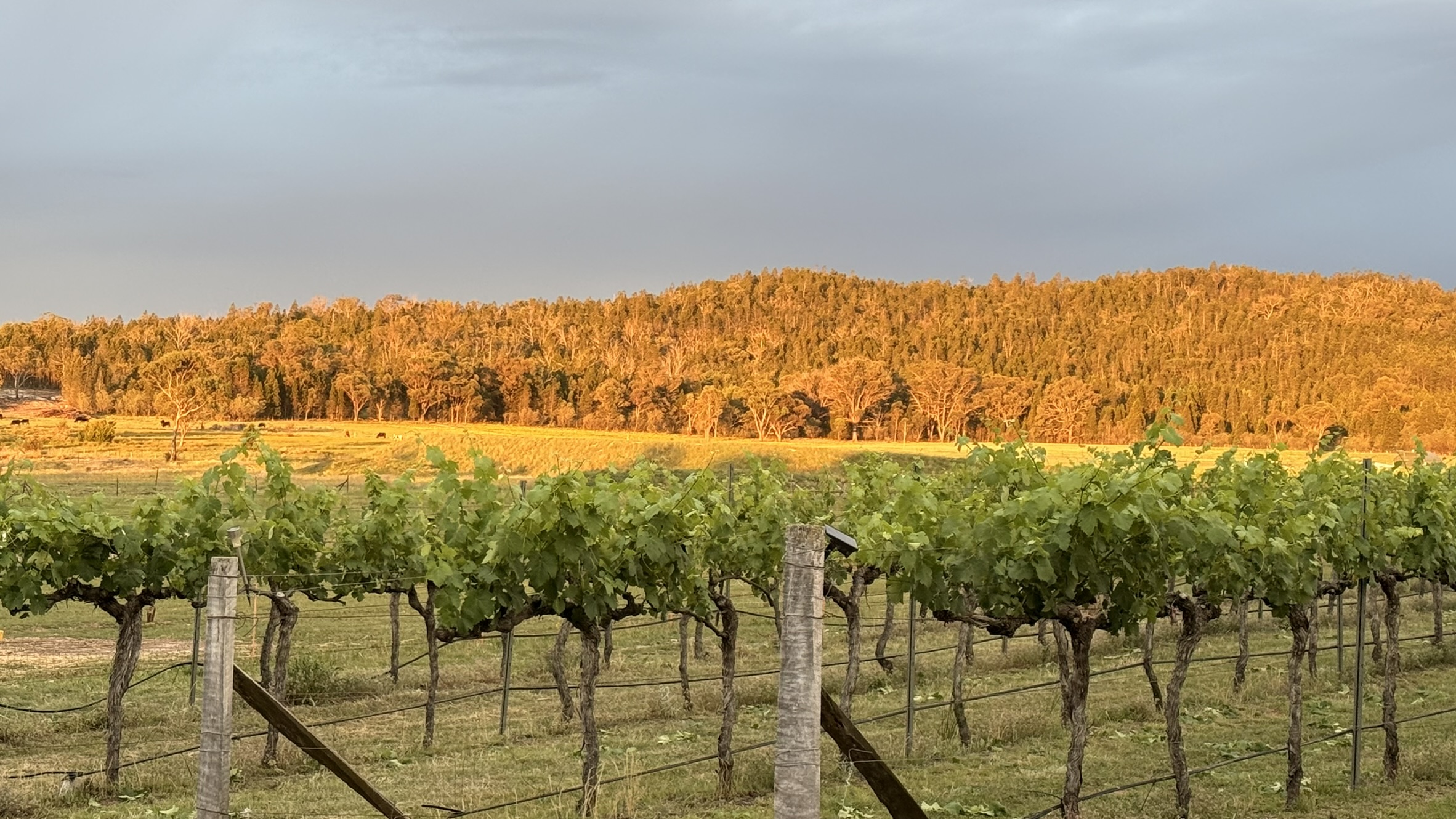 Nicolau Estate farm and vineyard — farm-to-table dining setting