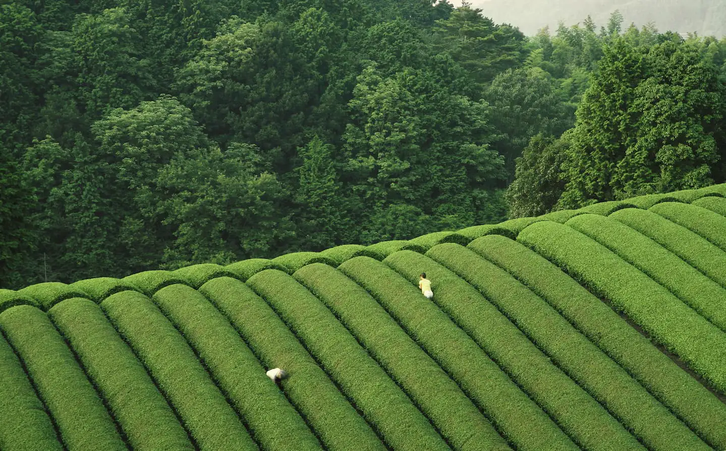 Plantation de thé vert — chaque création Private Label commence par le sourcing producteur