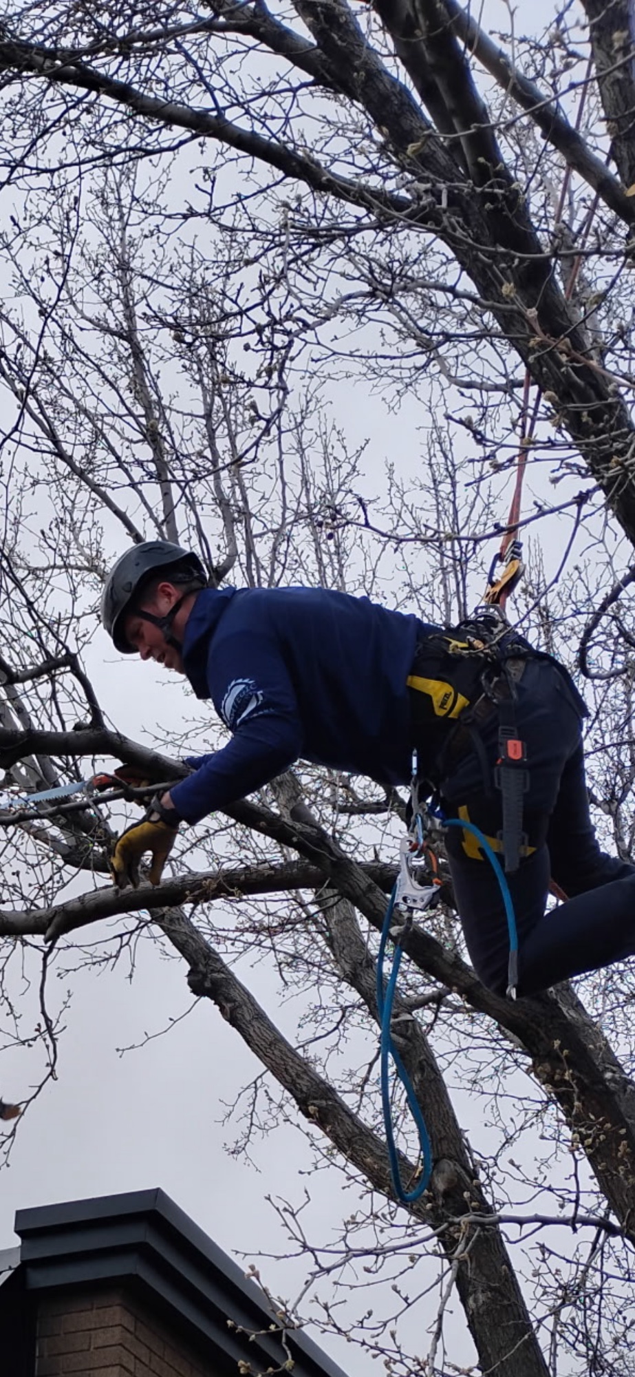 Strategic Tree Experts crew member in helmet and climbing harness trimming a tree with hand saw