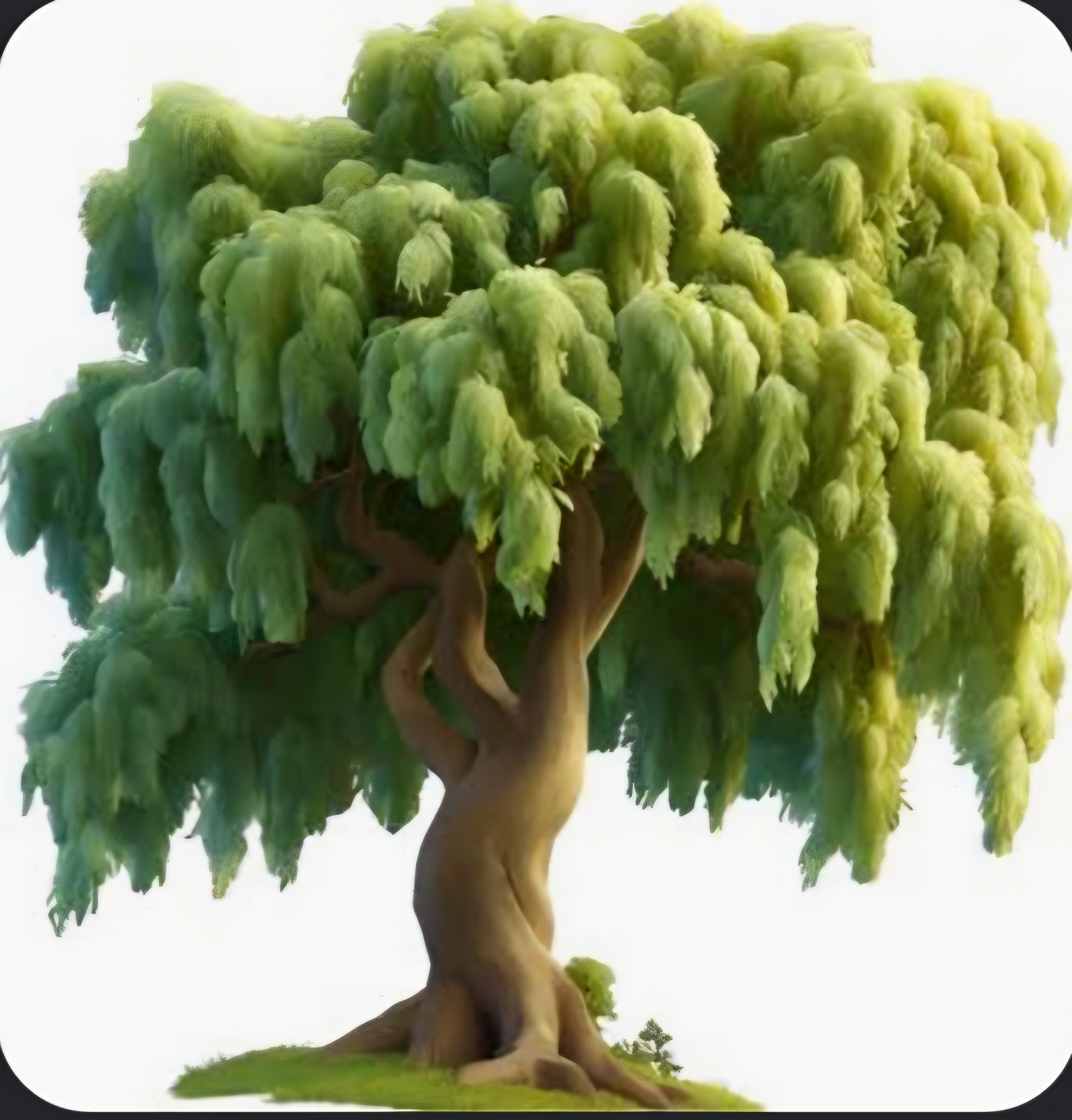 Willow Tree from Tracie