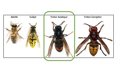 Planche comparative des 4 espèces : Abeille domestique, Guêpe commune, Frelon asiatique (Vespa velutina) et Frelon européen (Vespa crabro) — identification visuelle rapide