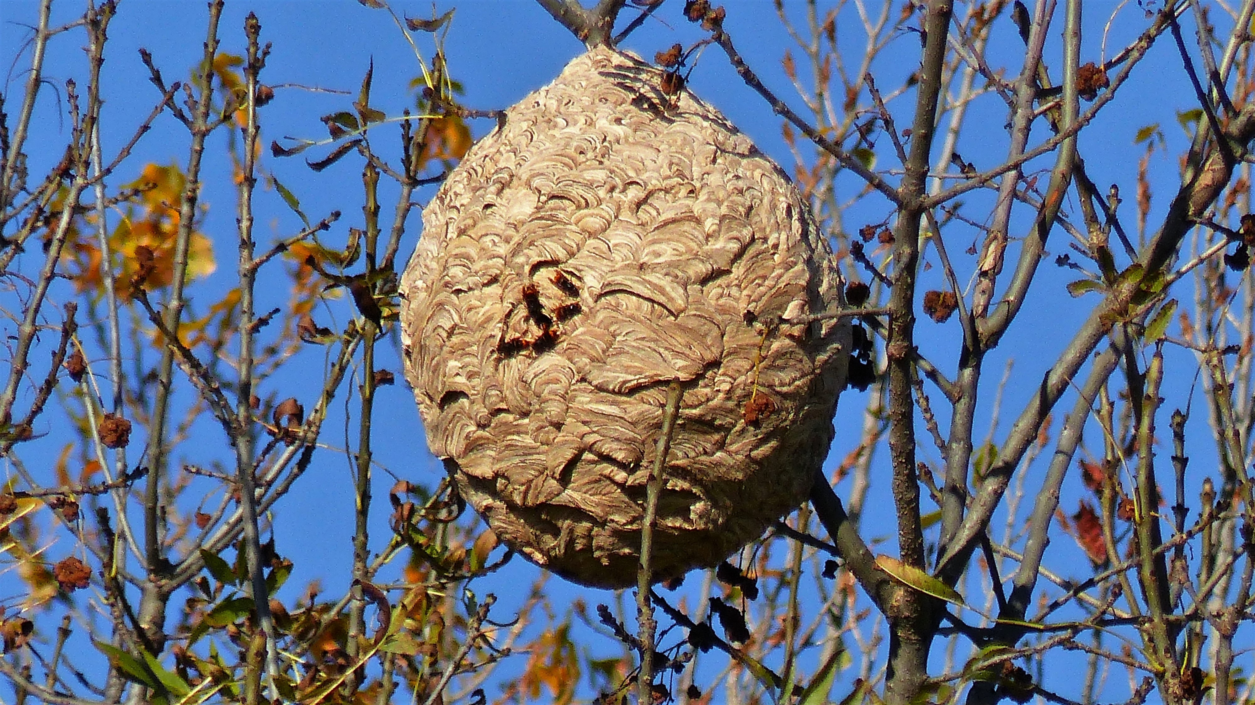 Nid secondaire de frelon asiatique visible dans un arbre en automne — branches nues, nid gris-papier sphérique bien visible pour localisation