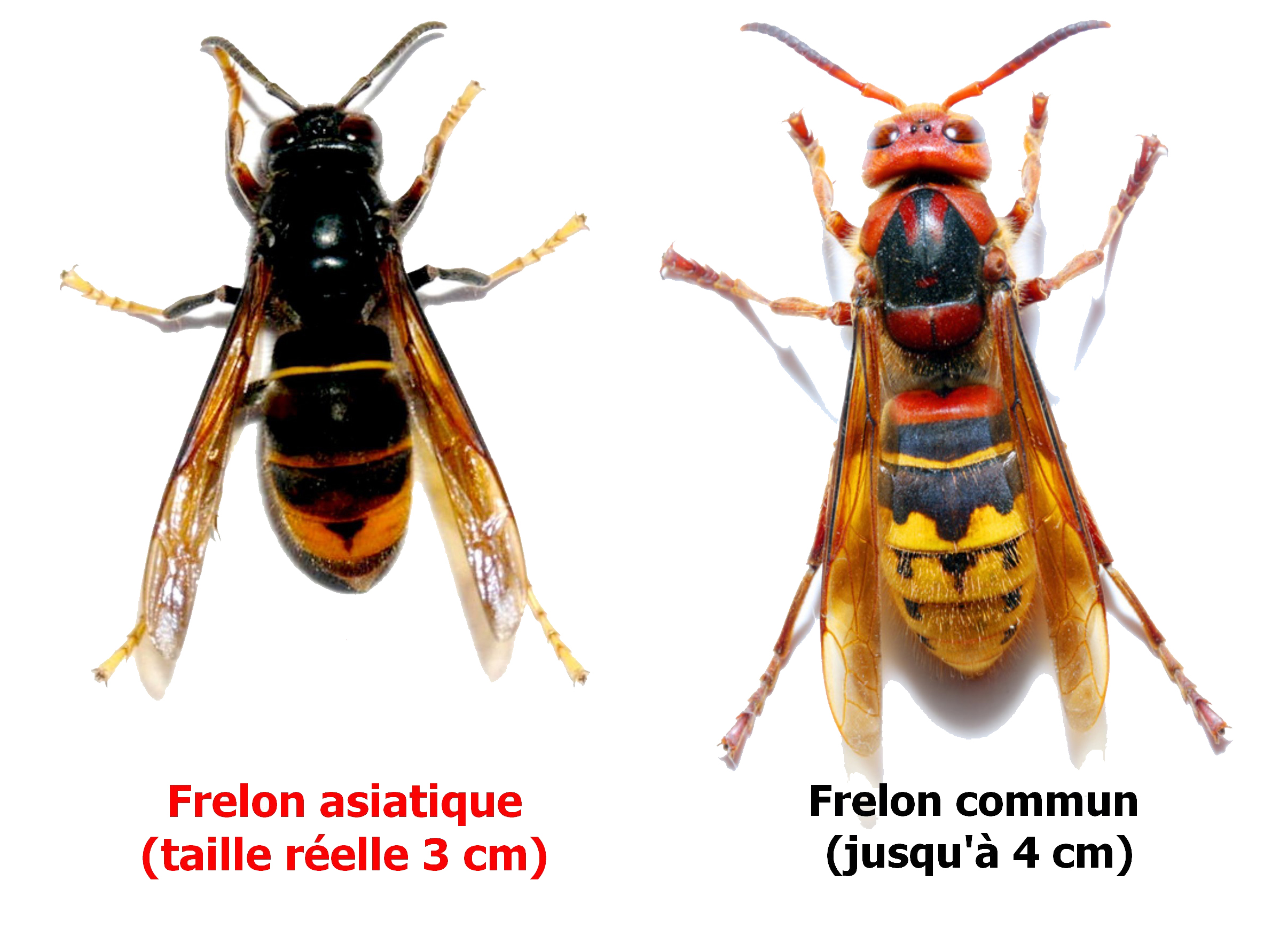 Comparatif côte à côte frelon asiatique (Vespa velutina, 2,5–3 cm, thorax noir) et frelon européen (Vespa crabro, 2,5–4 cm, thorax brun-roux) — différences visuelles annotées avec tailles