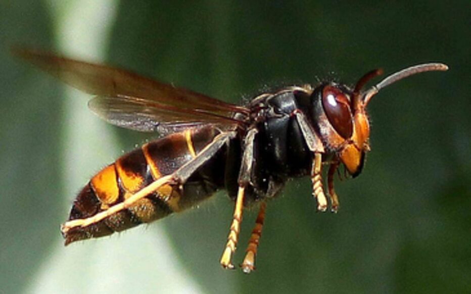 Frelon asiatique Vespa velutina — guide pratique Mission Abeille