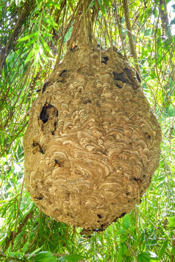 Nid secondaire de frelon asiatique en été dans un arbre en feuillage vert — grand nid gris en hauteur difficile à repérer